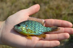 Как кормить солнечного окуня