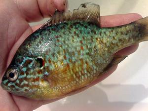 Радужный и солнечный окунь: описание, ловля и можно ли есть