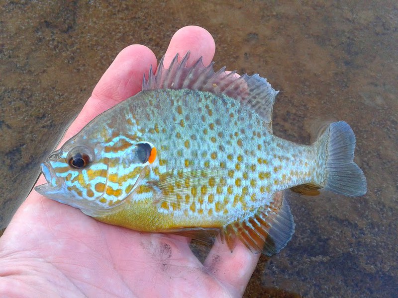 Внешний вид окуня Охота на окуня