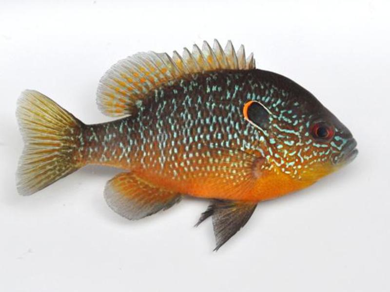 Североамериканский солнечный окунь На что ловить солнечного окуня