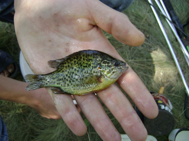 Среда обитания солнечного окуня Как выглядит солнечный окунь