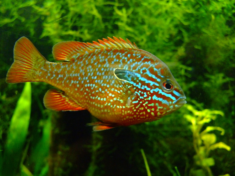 Как разводить солнечных окуней Правила ухода за солнечным окунем