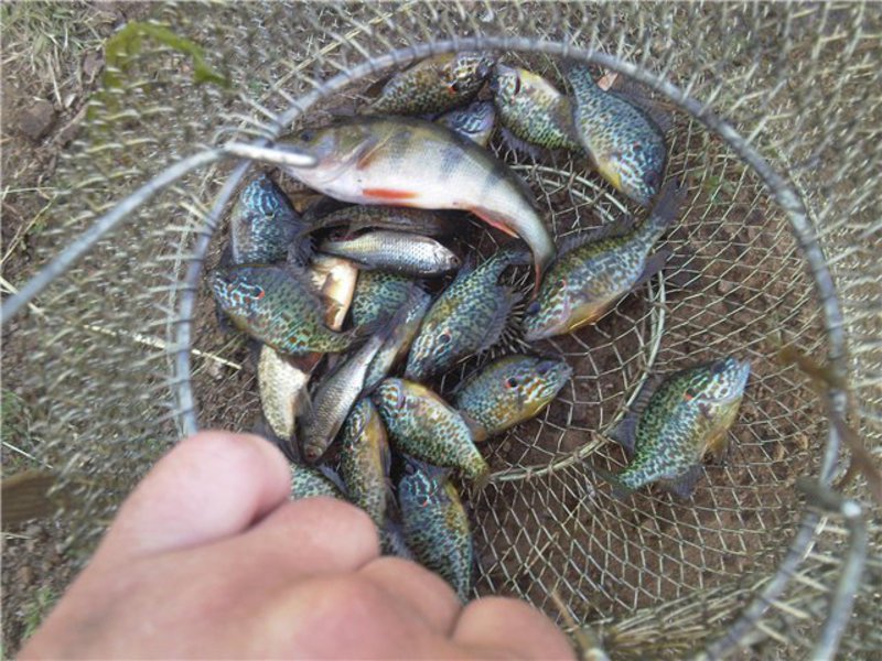 Правила ловли окуней Солнечный окунь среда обитания