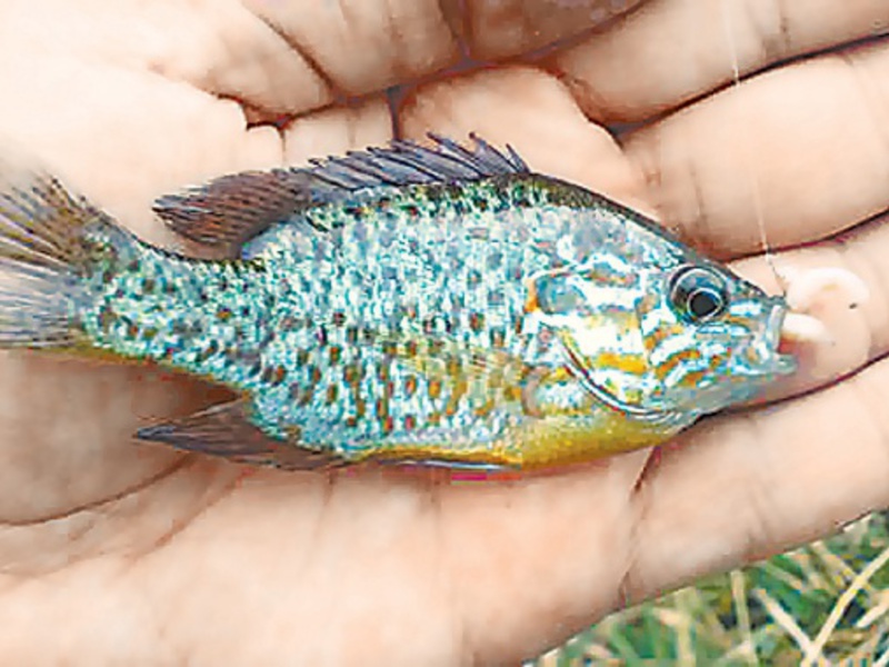 Североамериканский солнечный окунь Особенности рыбы солнечный окунь