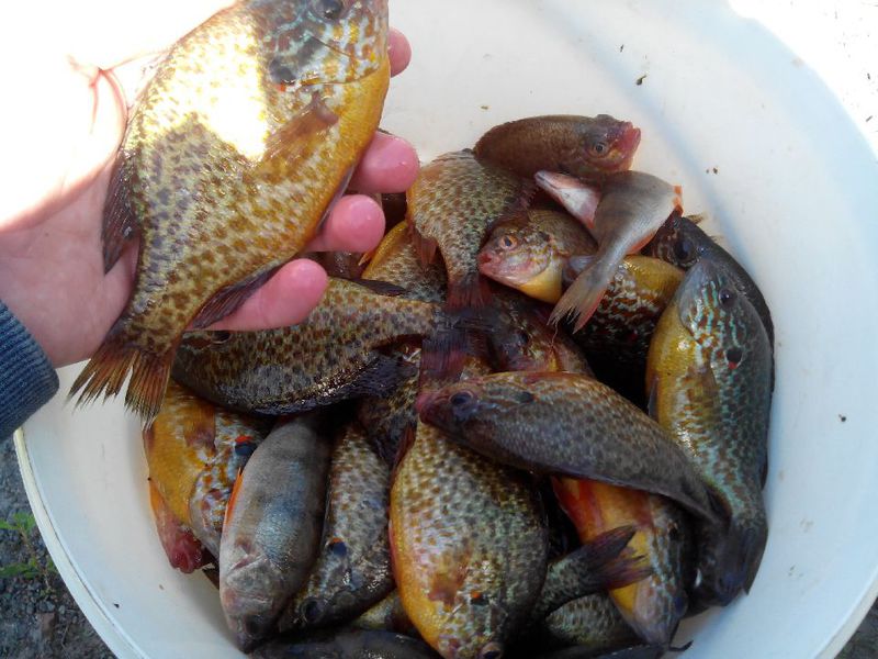 Как ловить окуней Как выглядит солнечный окунь