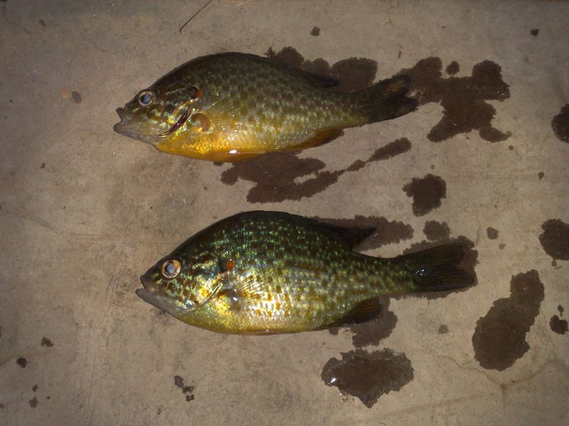 Внешние признаки рыбы солнечный окунь Кормление солнечного окуня в домашних условиях