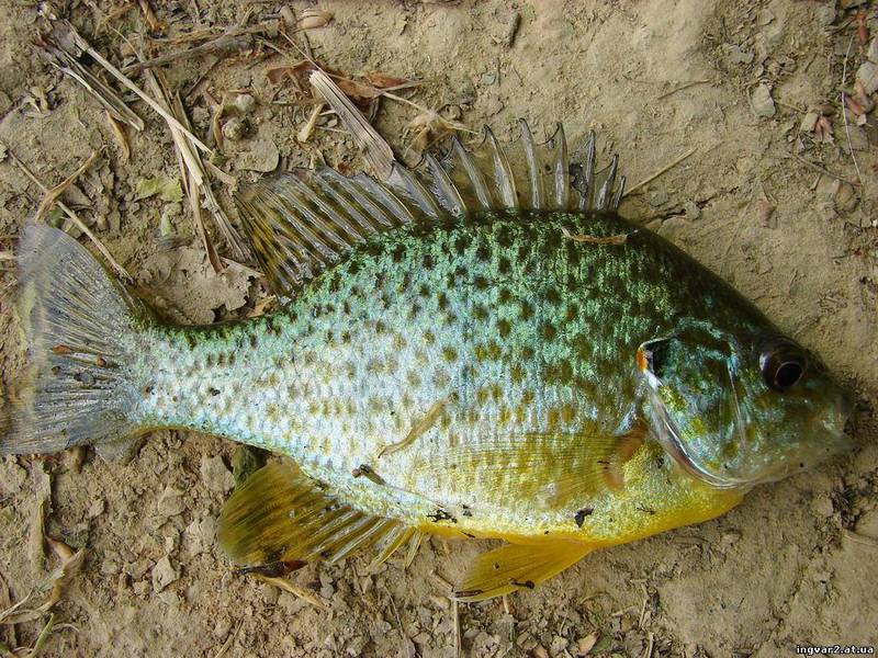 Солнечный окунь Как ловить окуней