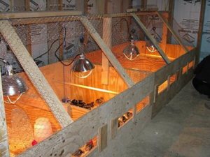 Брудер для перепелов своими  руками