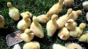 Чем кормить гусят: правильный рацион в домашних условиях