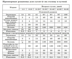 Описание рекомендуемого рациона гусят в первые дни жизни