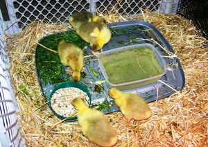 Рекомендуемые корма для гусят от двух до семи суток