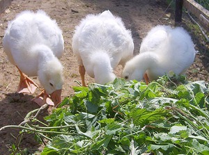 Особенности кормления гусят с одного месяца жизни