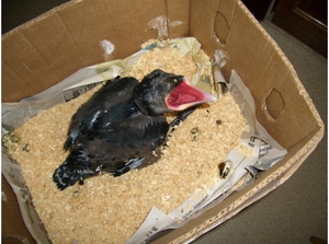 Где обитают вороны