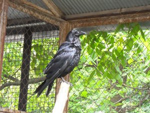 Чем кормить ворона