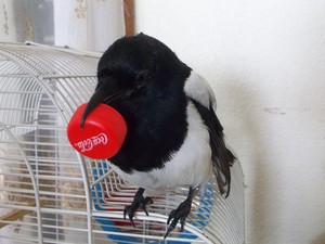 Как содержать ворон