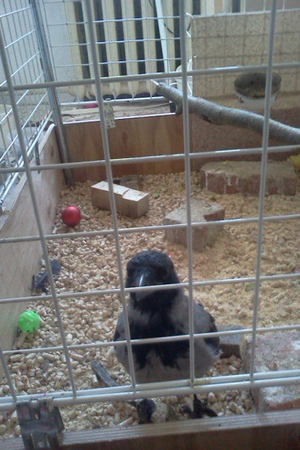 Чем кормить ворона