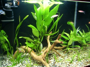 Как размножать и рассаживать Лимонник аквариумный