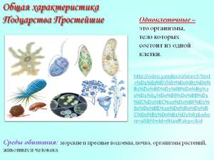 Одноклеточные простейшие