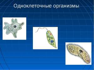 Как распрастраняются простейшие организмы