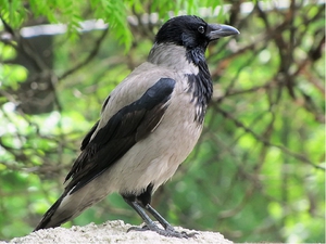 Описание Вороны