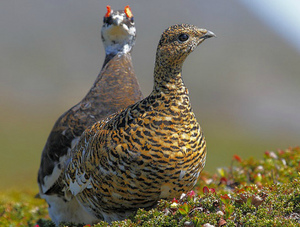 Серая куропатка в природных условиях