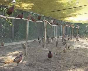 Разведение серой куропатки