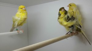 Клетки для канареек