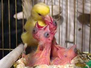 Как кормить канареек