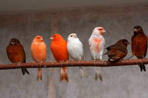 Домашняя канарейка: сколько живут канарейки, уход за птицей        