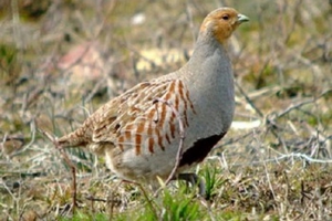 Серая куропатка: внешность, образ жизни и среда обитания