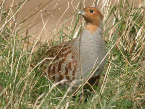 Рацион дикой куропатки