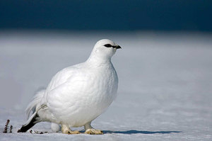 Виды куропаток