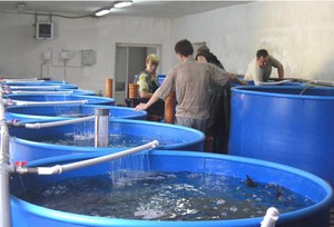 Питание карпов