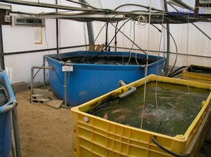 Чем кормят карпов в домашних условиях