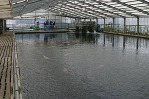 Как кормить карпов