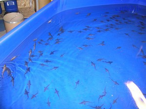 Размножение карпов