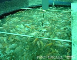 Как вырастить карпа в домашних условиях: пошаговое руководство