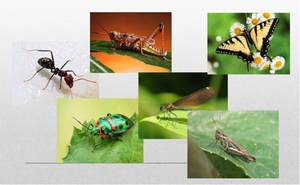 Сколько ног у насекомых: правда о количестве пар конечностей