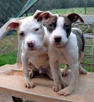 Рахит у собак