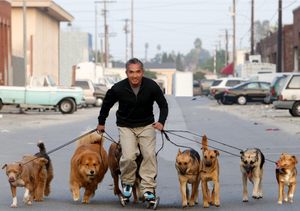 Кто такой кинолог: необычная профессия с собаками