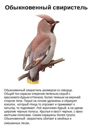 Как выглядит птица с хозолком