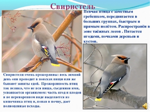 Птица свиристель