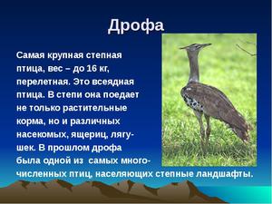 Описание дрофа