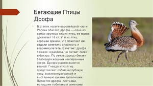 Где живёт степная дрофа: ареал обитания и места встречи