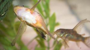 Питание сомиков