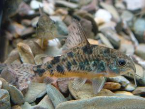 Как ухаживать за рыбками соимками