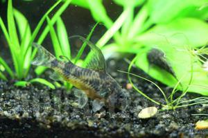 Чем могут болеть рыбы