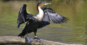 Большой баклан: фото, ареал, размножение и особенности вида