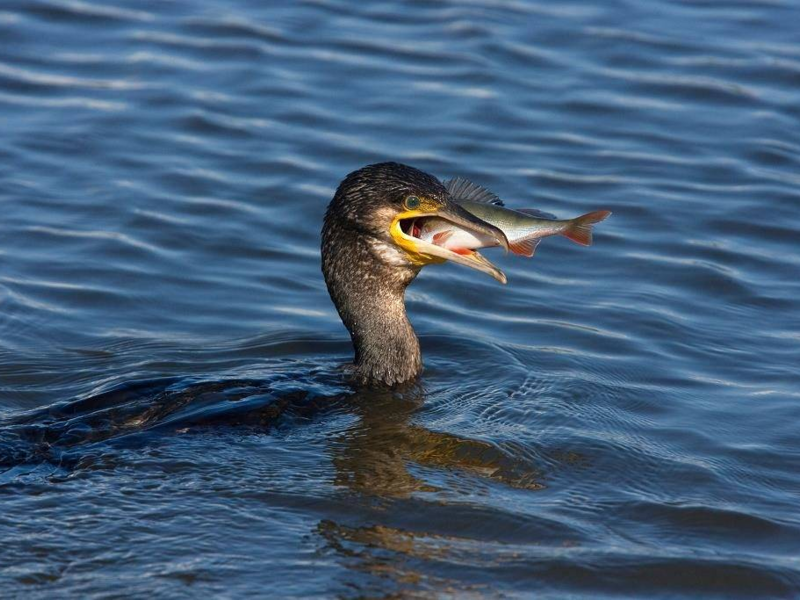 Ловля Бакланом рыбы Бакланы любят поесть и являются отличными рыболовами