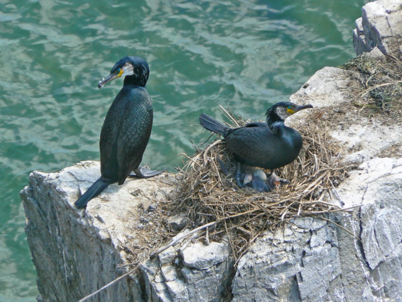 Гнезда бакланов Большие бакланы устраивают гнезда на берегах водоемов